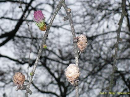 Larix decidua
